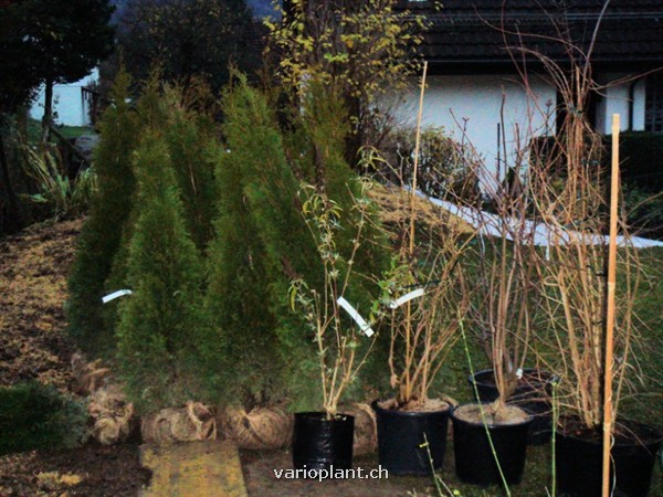 Pflanzen sortiert zur Pflanzung bereit